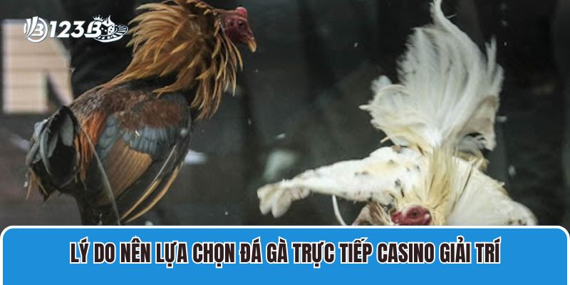 Lý do nên lựa chọn đá gà trực tiếp casino giải trí