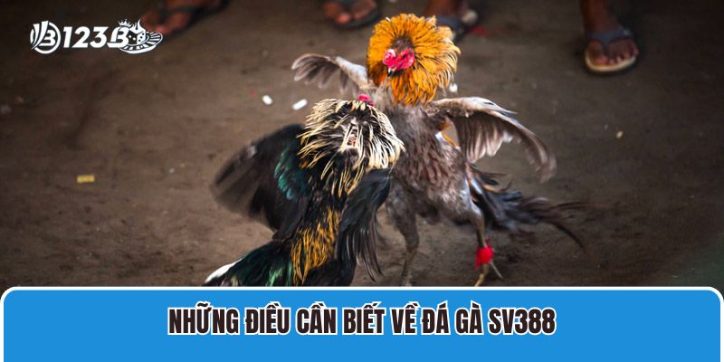 Những điều cần biết về đá gà SV388